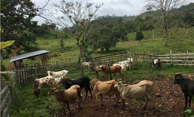 COCLE / PENONOME / FINCA GANADERA 146 HECTAREAS / RIOS / QUEBRADAS