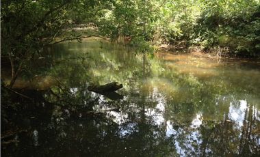 COCLE / PENONOME / FINCA GANADERA 146 HECTAREAS / RIOS / QUEBRADAS