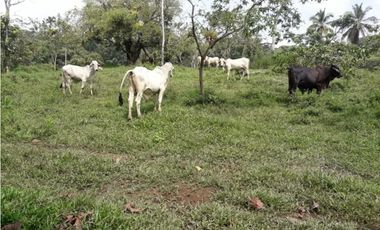 COCLE / PENONOME / FINCA GANADERA 146 HECTAREAS / RIOS / QUEBRADAS