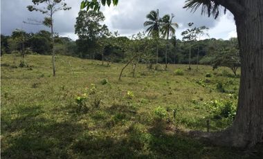 COCLE / PENONOME / FINCA GANADERA 146 HECTAREAS / RIOS / QUEBRADAS