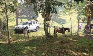 COCLE / PENONOME / FINCA GANADERA 146 HECTAREAS / RIOS / QUEBRADAS