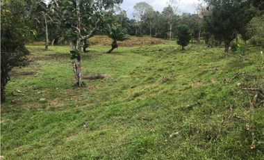 COCLE / PENONOME / FINCA GANADERA 146 HECTAREAS / RIOS / QUEBRADAS