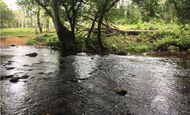 COCLE / PENONOME / FINCA GANADERA 146 HECTAREAS / RIOS / QUEBRADAS