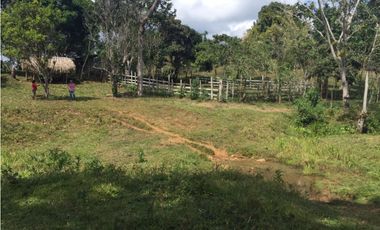 COCLE / PENONOME / FINCA GANADERA 146 HECTAREAS / RIOS / QUEBRADAS
