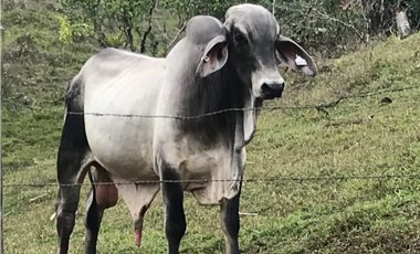 COCLE / PENONOME / FINCA GANADERA 146 HECTAREAS / RIOS / QUEBRADAS