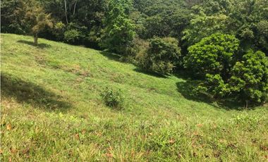 COCLE / PENONOME / FINCA GANADERA 146 HECTAREAS / RIOS / QUEBRADAS