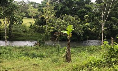 COCLE / PENONOME / FINCA GANADERA 146 HECTAREAS / RIOS / QUEBRADAS