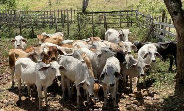 COCLE / PENONOME / FINCA GANADERA 146 HECTAREAS / RIOS / QUEBRADAS