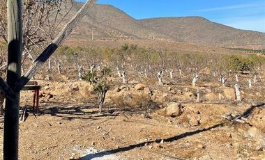 Agrícola en Venta en Peralillo Cruce Limahuida