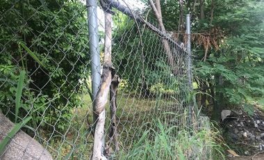TERRENO EN RENTA NUEVO REPUEBLO