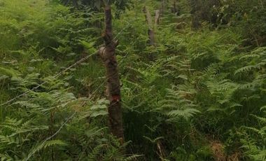 TERRENO EN VENTA, TEZIUTLAN PUEBLA