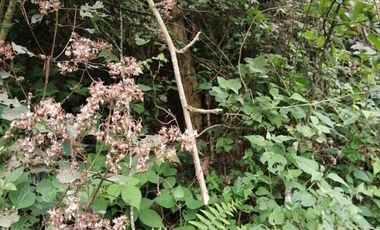 TERRENO EN VENTA, TEZIUTLAN PUEBLA