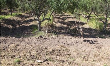 VENTA FINCA OLIVICOLA 6 HAS