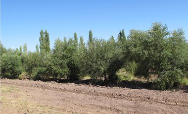 VENTA FINCA OLIVICOLA 6 HAS