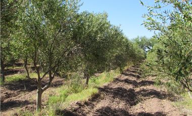VENTA FINCA OLIVICOLA 6 HAS