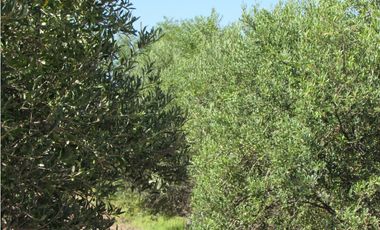 VENTA FINCA OLIVICOLA 6 HAS