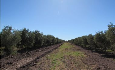VENTA FINCA OLIVICOLA 6 HAS