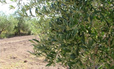VENTA FINCA OLIVICOLA 6 HAS