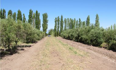 VENTA FINCA OLIVICOLA 6 HAS