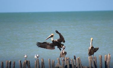 Última Villa en Venta en Zyan, Chelem