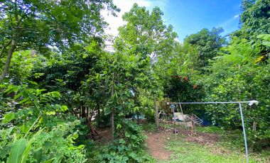 Land for sale in Pong Phrae, Chiang Rai