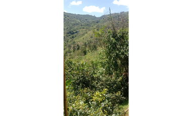 SE VENDE FNCA CERCA  DE SANTUARIO 44 CUADRAS PRODUCTIVA