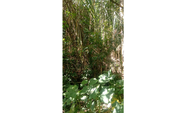 SE VENDE FNCA CERCA  DE SANTUARIO 44 CUADRAS PRODUCTIVA