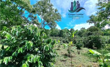 VENDO FINCA DE CAFE Y GANADERIA 118 Hectareas