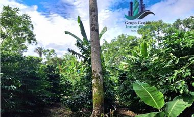 VENDO FINCA DE CAFE Y GANADERIA 118 Hectareas