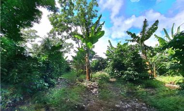 VENDO FINCA DE CAFE Y GANADERIA 118 Hectareas