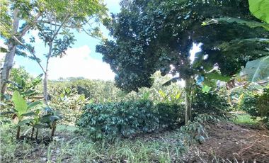 VENDO FINCA DE CAFE Y GANADERIA 118 Hectareas