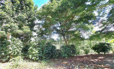 VENDO FINCA DE CAFE Y GANADERIA 118 Hectareas