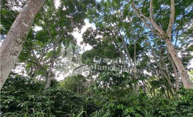 VENDO FINCA DE CAFE Y GANADERIA 118 Hectareas