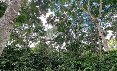 VENDO FINCA DE CAFE Y GANADERIA 118 Hectareas