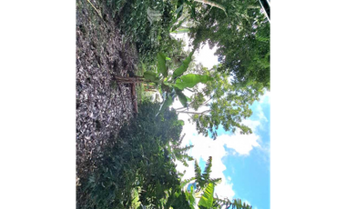 VENDO FINCA DE CAFE Y GANADERIA 118 Hectareas