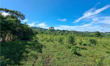 VENDO FINCA DE 116HECTAREAS MECANIZABLES