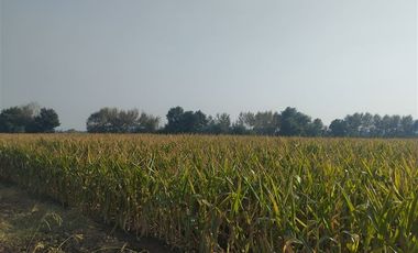 Agrícola en Venta en Las Delicias Km 4.4