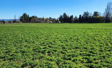 ESPECTACULAR PREDIO AGRÍCOLA CON CASA EN LOS ÁNGELES.