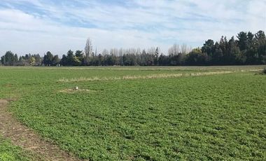 ESPECTACULAR PREDIO AGRÍCOLA CON CASA EN LOS ÁNGELES.