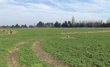ESPECTACULAR PREDIO AGRÍCOLA CON CASA EN LOS ÁNGELES.