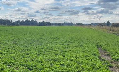 ESPECTACULAR PREDIO AGRÍCOLA CON CASA EN LOS ÁNGELES.