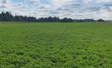 ESPECTACULAR PREDIO AGRÍCOLA CON CASA EN LOS ÁNGELES.