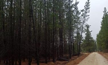 Fundo Pailimo/Fundo Pailimo - Sitio - Venta