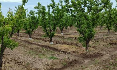 Finca en Venta en Bowen, General Alvear, Mendoza