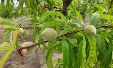Finca en Venta en Bowen, General Alvear, Mendoza