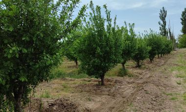 Finca en Venta en Bowen, General Alvear, Mendoza