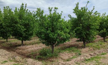 Finca en Venta en Bowen, General Alvear, Mendoza