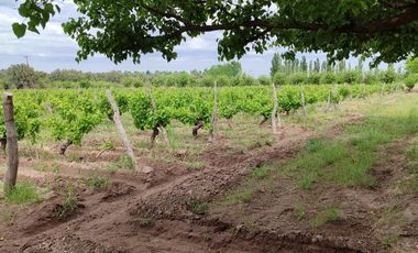 Finca en Venta en Bowen, General Alvear, Mendoza