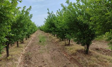 Finca en Venta en Bowen, General Alvear, Mendoza