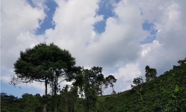 Finca para la venta en la via Santa Rosa de Cabal - El Manzanillo!!!